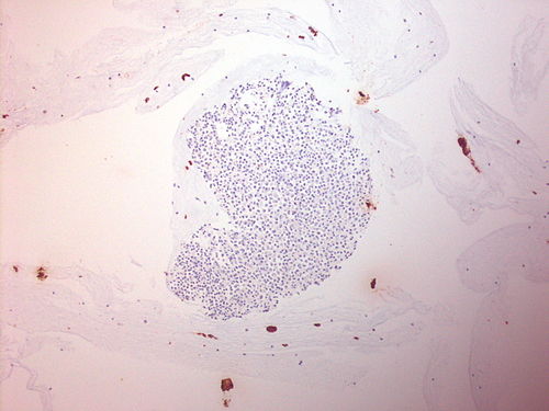 CytologicallyYoursUnknowns201310-3-13.jpg