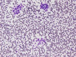 CytologicallyYoursUnknowns201311-1-01.jpg