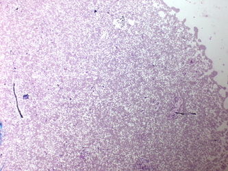 CytologicallyYoursUnknowns201310-7-01.jpg