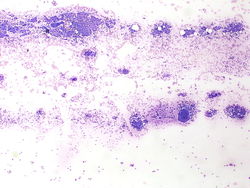 CytologicallyYoursUnknowns201310-1-04.jpg