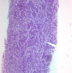 CytologicallyYoursUnknowns201312-1-04.jpg