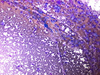 CytologicallyYoursUnknowns201310-3-01.jpg