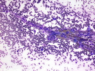 CytologicallyYoursUnknowns201310-3-02.jpg